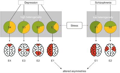 Altered hemispheric asymmetries as an endophenotype in psychological and developmental disorders: A theory on the influence of stress on brain lateralization